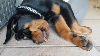 9 week old Rottweiler puppy sleeping funny then waking up [upl. by Olney]