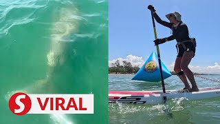 Paddleboard guide’s wish comes true after dugong sighting off Tanjung Aru beach [upl. by Nilac]