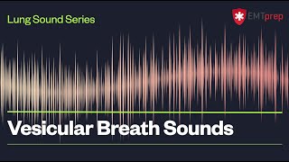 Vesicular Breath Sounds  EMTprepcom [upl. by Leryt]