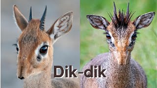 What are Dik dik [upl. by Lola358]