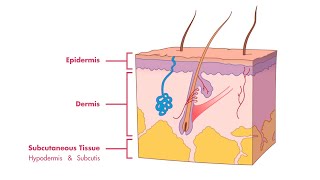 Skin Wound Healing Process [upl. by Ahsiekel]