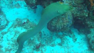 Green Moray Eel Attacks Diver ★★★★★ [upl. by Morrill]