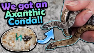 Chunky Hognose Snakes Hatching Why are they so Fat [upl. by Essiralc668]