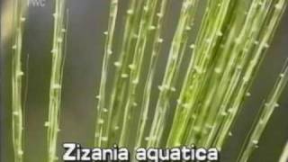 wild rice Zizania aquatica [upl. by Briscoe]