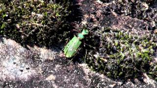 CICINDÈLE ChampêtreCicindela campestris  BRUITX [upl. by Bueschel795]