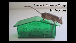 Smart Mouse Trap In Action  PETA Recommended Humane Live Catch Mouse Trap [upl. by Bannasch907]