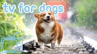 TV for Dogs Chill Your Dog TV with Cats Dogs and Nature NEW 2019 [upl. by Aehc]