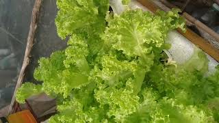 checkout my Hydroponically grown lettuc [upl. by Eaner884]