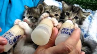 Gatitos tomando leche  Baby Kittens Have a Bottle [upl. by Wanda594]