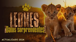 Leones 👀 Datos sorprendentes Corto Documental de curiosidades [upl. by Iand]