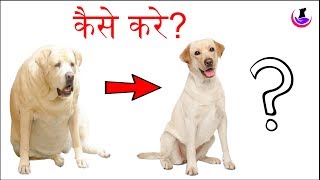 Obese dog को पतला कैसे करे [upl. by Oiluarb851]