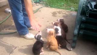 Nixons pitbull puppies [upl. by Zoellick]