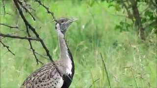 Call of the Black Bellied Bustard [upl. by Alohcin]