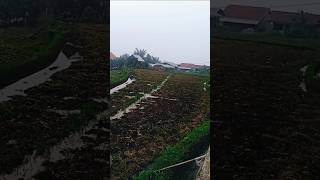 Suasana sore hari dongeng mang iyan unyilvlog kidemang shorts [upl. by Sibby574]