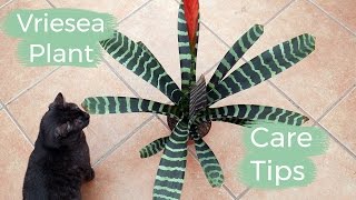 Vriesea Plant Care Tips The Bromeliad With The Flaming Sword Flower  Joy Us Garden [upl. by Nylidnam]