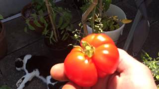 BelleBonneBio ma tomate montfavet du potager juillet HD [upl. by Norak]