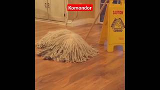 Unique Komondor Dog youtubeshorts youtube ytshorts [upl. by Maida215]