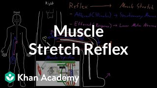 Muscle stretch reflex  Organ Systems  MCAT  Khan Academy [upl. by Teerprug318]