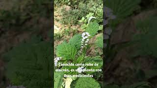 Planta medicinal de los trópicos Heliotropium indicum plantasmedicinales plantastropicales [upl. by Brock]