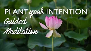 Plant Your Intention  Guided Meditation [upl. by Aillij]