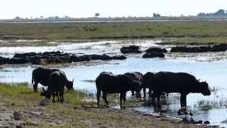 Chobe River Game Drive [upl. by Svensen]