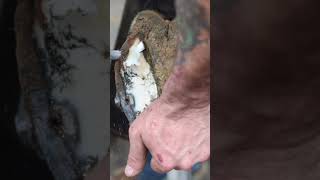 Satisfying Hoof Trimming shorts farrier satisfying asmr [upl. by Auoy38]