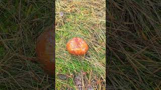 Paddenstoelen nederland mashroom [upl. by Mcclish]