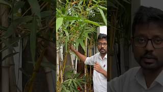 How I grow my bamboo tree Tamil  Dr Sam chennaigarden bamboo [upl. by Liv373]