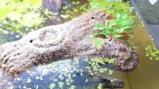 Sternotherus Odoratus nowy domek [upl. by Auohs]