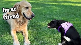 How my Gentle Golden Retriever Transformed this Terrified Rescue Puppy [upl. by Neztnaj]