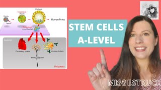 STEM CELLS Totipotent pluripotent multipotent and unipotent Learn how iPS cells are made [upl. by Thissa]