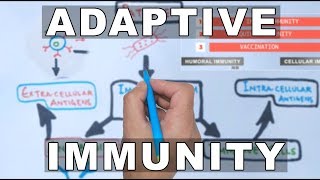 Overview of Adaptive Immunity [upl. by Eizus638]