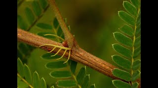 Peltophorum africanum [upl. by Thorn]