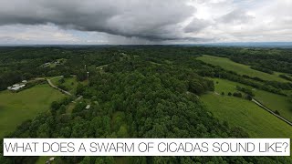 What Does A Cicada Sound Like 5 Minutes Of Cicada White Noise [upl. by Hainahpez]