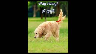 រៀន​ Basic English with IPA Part11 Wag wæɡ Snag snæɡ english dadsday basicenglish [upl. by Atiuqcaj]