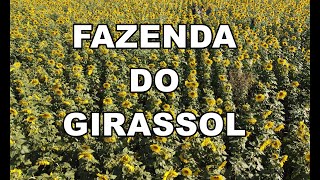 Plantação de Girassol  Sunflower  4K [upl. by Luana867]