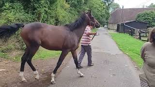 20240903 Pervenche au Haras du Pley [upl. by Omissam]