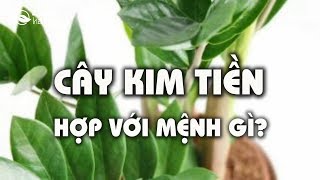 Cây Kim tiền hợp với mệnh gì [upl. by Aicirtel]