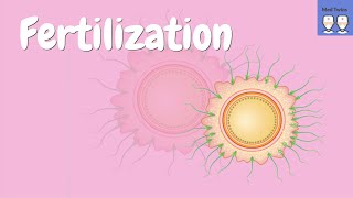 Fertilization physiology Acrosome reaction Zona pellucida ZP2 ZP3 Cortical granules PH20 [upl. by Ofilia]