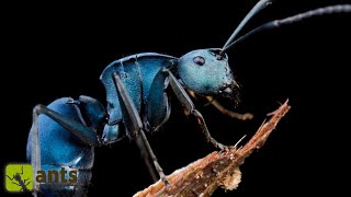 Searching for the Legendary Blue Ants [upl. by Sanalda]