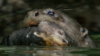 Baby Otter Cubs Learn to Swim  BBC Earth [upl. by Tiffa]