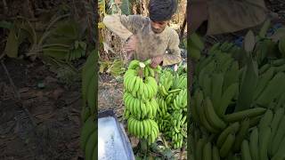 Banana is the best thing for agriculture fruit 🍌🍌🍌🍌 friut farming vairal [upl. by Odradlig]