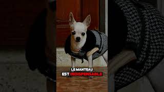 Le manteau pour petit chien estil indispensable [upl. by Danaher]