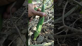 Harvesting Fresh ridge gourd nature farming ridgegourd shorts [upl. by Savanna]