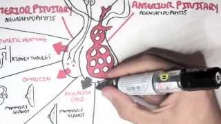 Endocrinology  Overview [upl. by Wrdna]