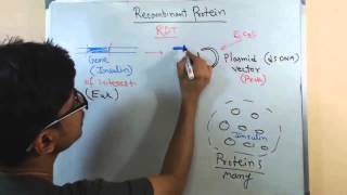 Recombinant protein [upl. by Keelia]