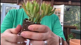 Repotting succulents for beginners  succulent repotting 101 [upl. by Sualohcin12]