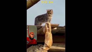 Król lew 🦁anime king catfunny funnyvideo 2024 viralvideo [upl. by Asiruam]