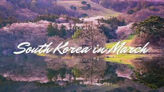 The Best Things to Do in South Korea in March Spring Festivals and Cultural Delights [upl. by Lobel121]