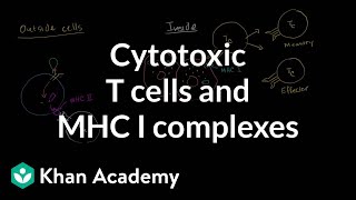 Cytotoxic T cells and MHC I complexes [upl. by Trill]